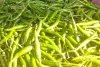 Green chilli : बलिया में लुढ़का हरी मिर्च का सेंसेक्स, उत्पादक मायूस