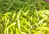 Green chilli : बलिया में लुढ़का हरी मिर्च का सेंसेक्स, उत्पादक मायूस