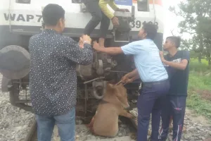 बलिया-छपरा रेल खंड पर खच्चर की वजह से रूकी हमसफर, देर से हुई रवाना