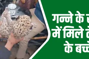 Video : गन्ने के खेत में मिले तेंदुए के दो बच्चे