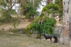 मास्टर साहब ने शब्दों में दिखाई चटोरी चन्दू की